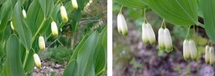 Fotografia medicinală Kupena este cumpărată de cultivarea multifloroasă, birendeyka - pădure plumb