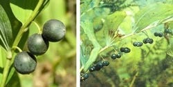 Fotografia medicinală Kupena este cumpărată de cultivarea multifloroasă, birendeyka - pădure plumb