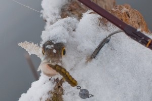 A szemünk kvázi-színét, vagy a halak csalódását (egy olyan elmélet, amelyhez erősen összefüggés van