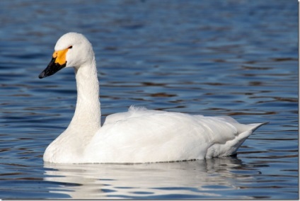 Swan - natura creând un minunat