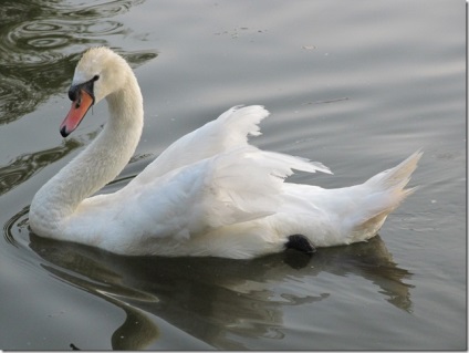 Swan - natura creând un minunat