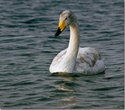 Swan - natura creând un minunat