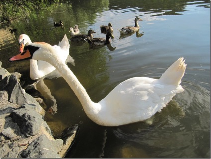 Swan - natura creând un minunat