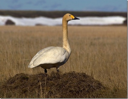 Swan - natura creând un minunat