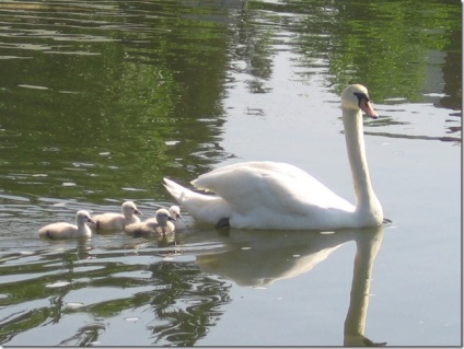 Swan - natura creând un minunat