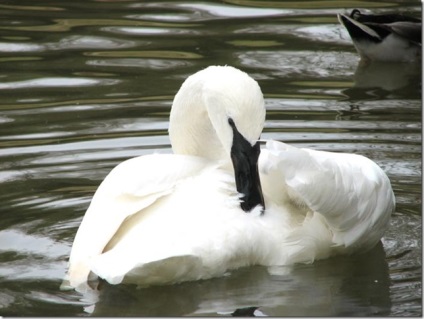 Swan - natura creând un minunat