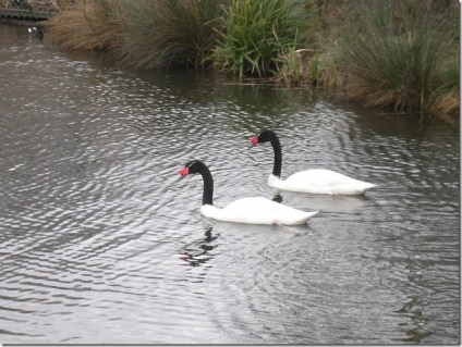 Swan - natura creând un minunat