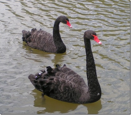 Swan - natura creând un minunat