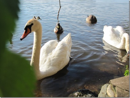 Swan - natura creând un minunat