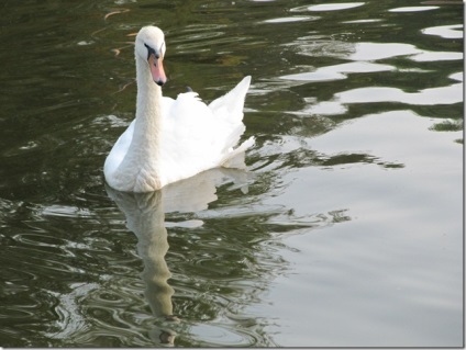 Swan - natura creând un minunat