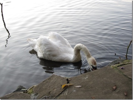 Swan - natura creând un minunat