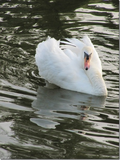 Swan - natura creând un minunat