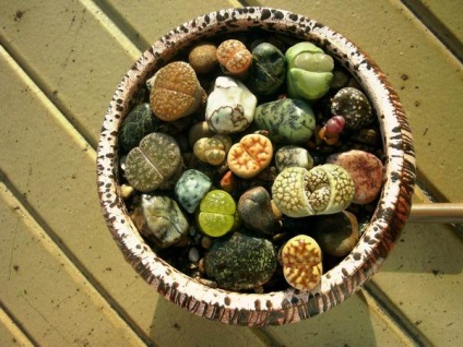 Lithops - pietre vii, îngrijire, întreținere și cultivare de litife în casă