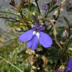 Lobelia plantare și îngrijire perene, fotografie în design peisagistic, reproducere și cultivare, varietăți