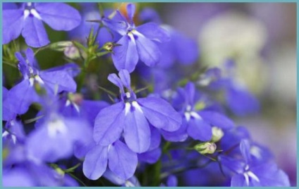 Lobelia plantare și îngrijire pe termen lung, fotografie în design peisagistic, reproducere și cultivare, soiuri