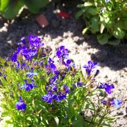 Lobelia plantare și îngrijire pe termen lung, fotografie în design peisagistic, reproducere și cultivare, soiuri