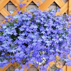 Lobelia plantare și îngrijire perene, fotografie în design peisagistic, reproducere și cultivare, varietăți