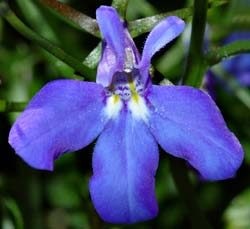 Lobelia plantare și îngrijire pe termen lung, fotografie în design peisagistic, reproducere și cultivare, soiuri