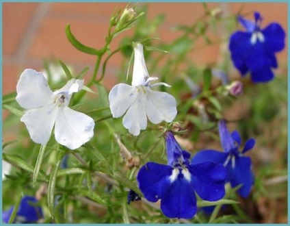 Lobelia plantare și îngrijire pe termen lung, fotografie în design peisagistic, reproducere și cultivare, soiuri