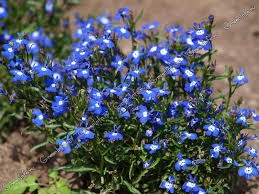 Lobelia perenă - plantare și îngrijire cu fotografie video