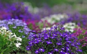 Lobelia perenă - plantare și îngrijire cu fotografie video