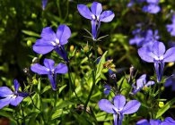 Lobelia termesztés, megfelelő ellátás, éves és évelő fajok reprodukálása