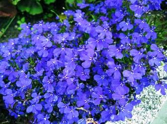 Lobelia cultivare, specii și soiuri