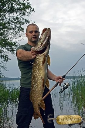 Élő baromfi fogása, csalétek felrakása egy horogon, tároló csali