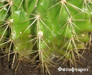 Animalele de companie din apartamentele orașului cactus