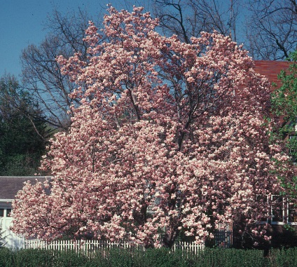 Magnolia - örökzöld fa gyönyörű virágokkal