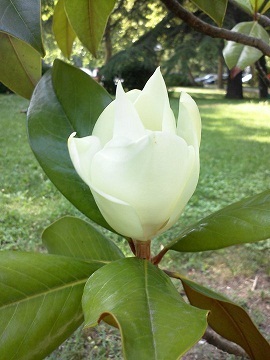Magnolia - un copac veșnic cu flori frumoase