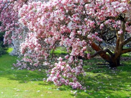 Magnolia - un copac veșnic cu flori frumoase