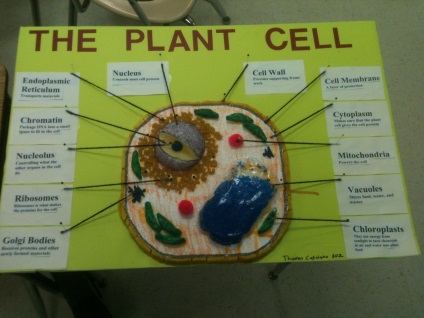 Modelul celular al biologiei celulare