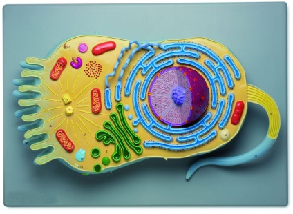 Modelul celular al biologiei celulare
