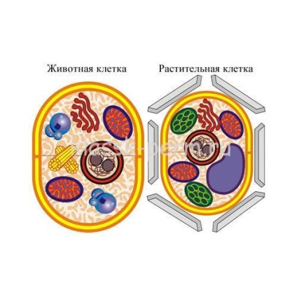 клетъчна биология оформление с ръцете си