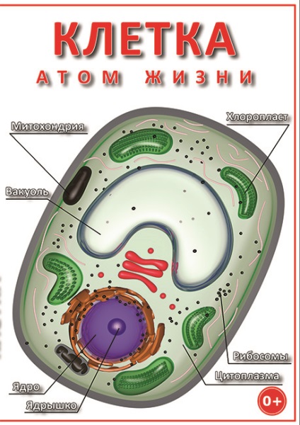 клетъчна биология оформление с ръцете си