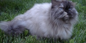 Marquise, pisica persană, pisicile, animalele de companie