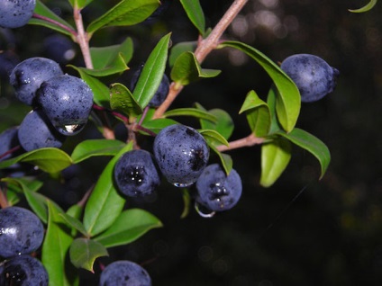 Myrtle îngrijirea la domiciliu