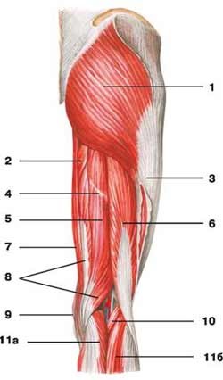 Mici mușchi - anatomie umană - enciclopedie & amp; dicționare