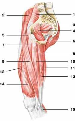 Mici mușchi - anatomie umană - enciclopedie & amp; dicționare