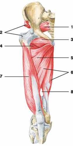 Mici mușchi - anatomie umană - enciclopedie & amp; dicționare