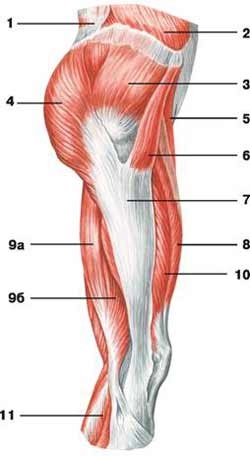 Mici mușchi - anatomie umană - enciclopedie & amp; dicționare