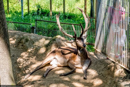 Zoo Mogilev - ce să vezi, ce să faci, cum să ajungi acolo