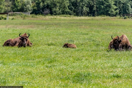 Zoo Mogilev - ce să vezi, ce să faci, cum să ajungi acolo