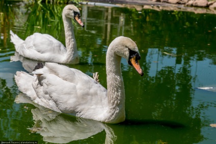 Mogilev Zoo - mit kell látnod, mit tegyél, hogyan érhetsz el