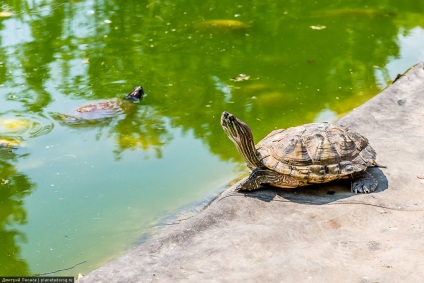 Zoo Mogilev - ce să vezi, ce să faci, cum să ajungi acolo