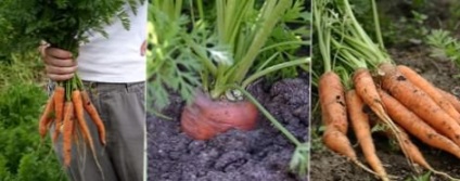 Morcovi în seră, cresc o grădină!