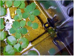 Marmură gourami, gourami de reproducere, trichogaster trichopterus sumatranus