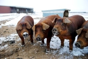 Carne de porc Caracteristici Duroc, hrană și condiții de viață