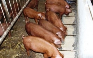 Carne de porc Caracteristici Duroc, hrană și condiții de viață